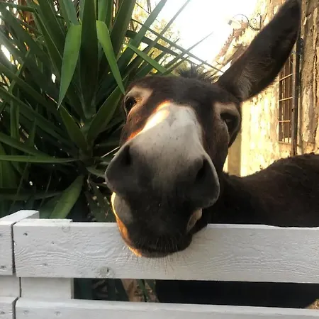 Hébergement de vacances Casa Mimmina *